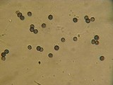 Bondarzewia occidentalis image