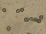 Bondarzewia occidentalis image