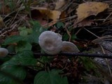 Collybia cirrhata image
