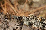Hypogymnia occidentalis image