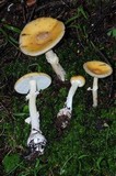 Amanita xylinivolva image