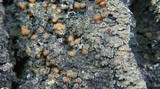 Fuscopannaria leucosticta image