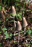 Coprinopsis variegata image