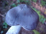 Cortinarius alboviolaceus image