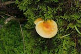 Flammulina mexicana image