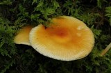 Flammulina mexicana image