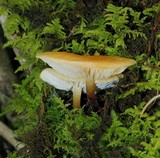 Flammulina mexicana image