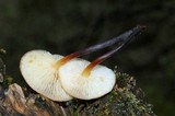 Flammulina mexicana image