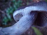 Cortinarius alboviolaceus image