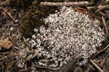 Cladonia symphycarpia image