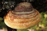 Image of Fomitopsis schrenkii