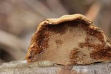 Fomitopsis schrenkii image