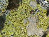 Rhizocarpon geographicum image