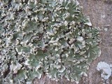 Parmotrema robustum image