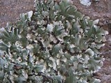 Parmotrema robustum image