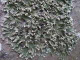 Parmotrema robustum image