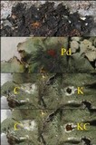 Parmotrema robustum image