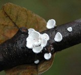 Plicaturopsis crispa image