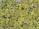 Rhizocarpon geographicum image