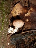 Scleroderma areolatum image