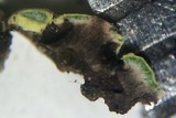 Rhizocarpon geographicum image