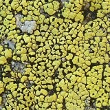 Rhizocarpon geographicum image