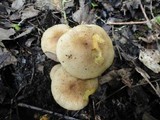 Pholiota angustipes image