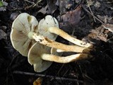 Pholiota angustipes image