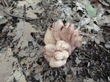 Underwoodia columnaris image
