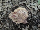 Underwoodia columnaris image