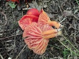 Hygrocybe punicea image