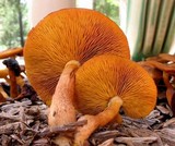 Tricholomopsis formosa image