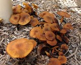 Tricholomopsis formosa image