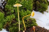 Mycena crocea image