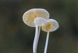 Mycena crocea image