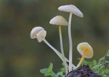 Mycena crocea image