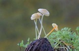 Mycena crocea image