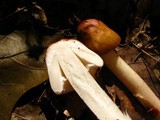 Amanita brunnescens image