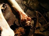 Amanita brunnescens image