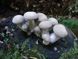 Hypsizygus marmoreus image