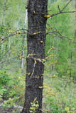 Vulpicida canadensis image