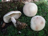 Lepista irina image