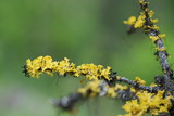 Vulpicida canadensis image