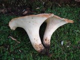 Polyporus radicatus image
