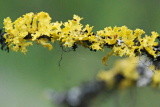Vulpicida canadensis image
