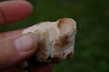 Abortiporus biennis image