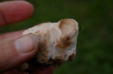 Abortiporus biennis image