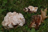 Abortiporus biennis image