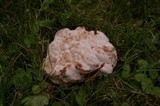 Abortiporus biennis image