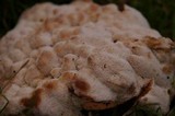 Abortiporus biennis image